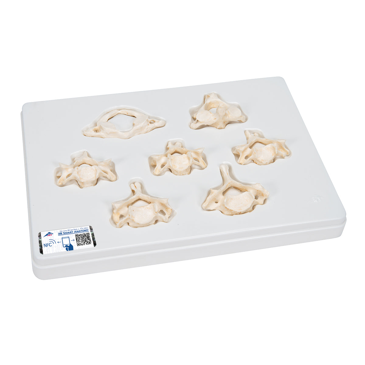 Set of 7 BONElike Cervical Vertebrae - 3B Scientific A790, view 4