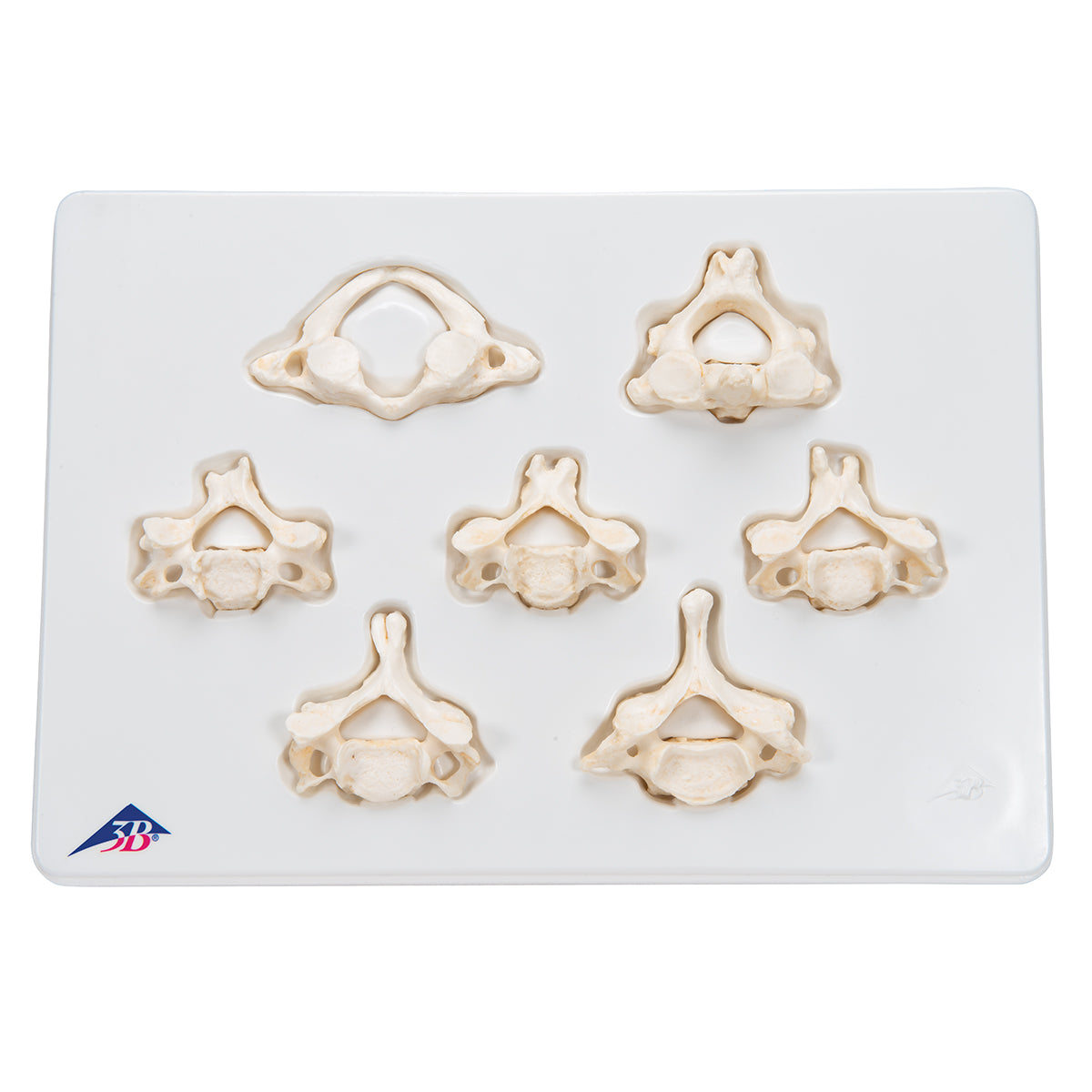 Set of 7 BONElike Cervical Vertebrae - 3B Scientific A790, view 5