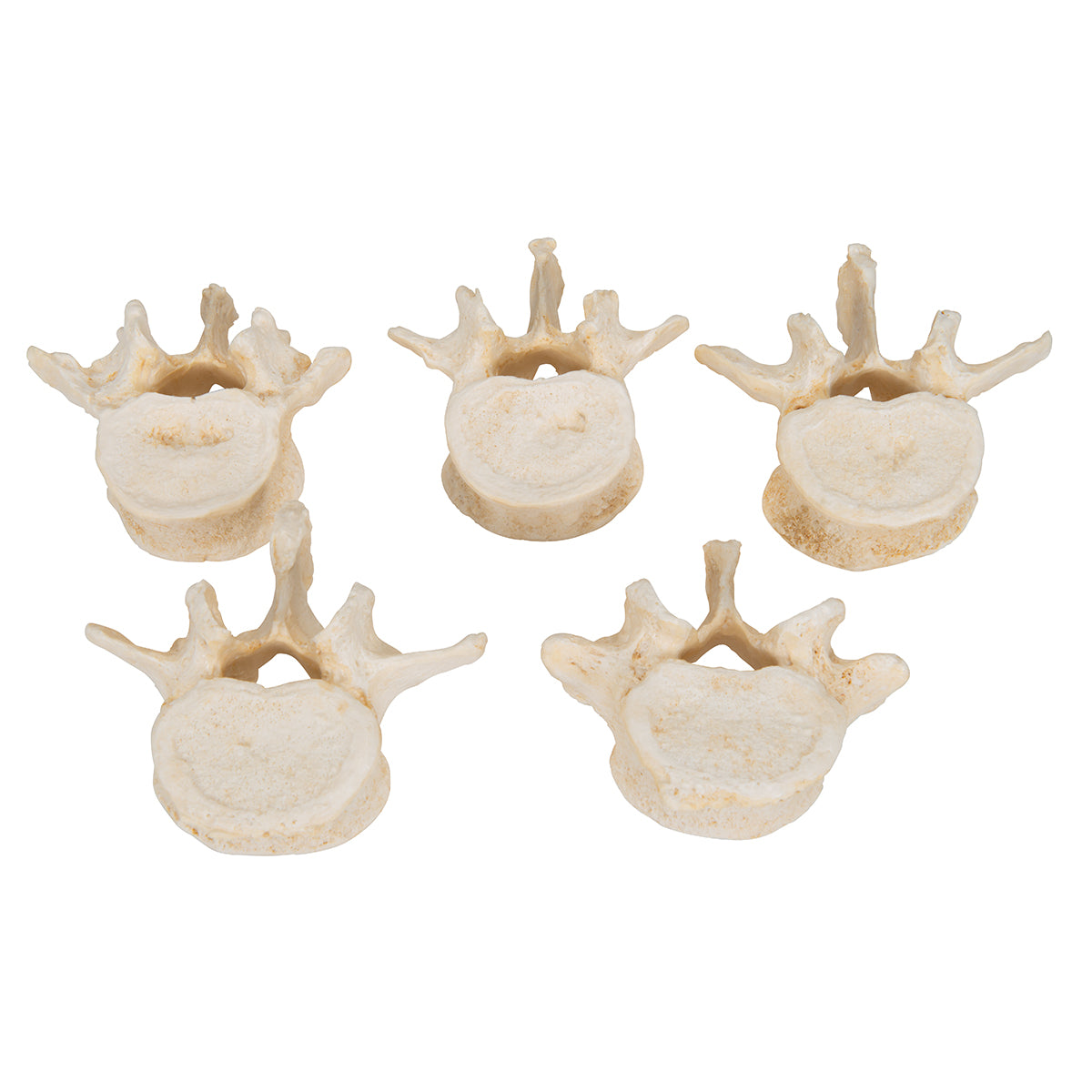 Set of 5 BONElike Lumbar Vertebrae - 3B Scientific A792, view 3