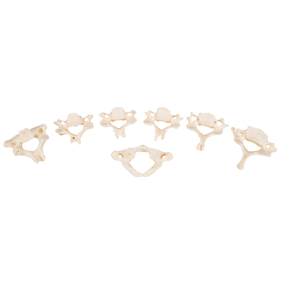 Set of 24 BONElike Vertebrae Models - 3B Scientific A793, view 2