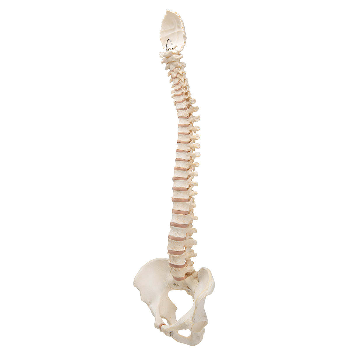BONElike Human Vertebral Column Model - 3B Scientific A794, view 10