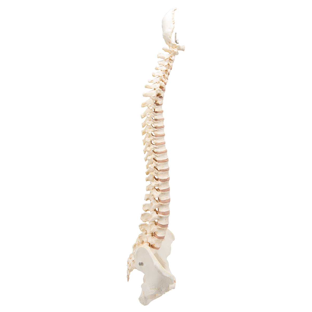 BONElike Human Vertebral Column Model - 3B Scientific A794, view 11