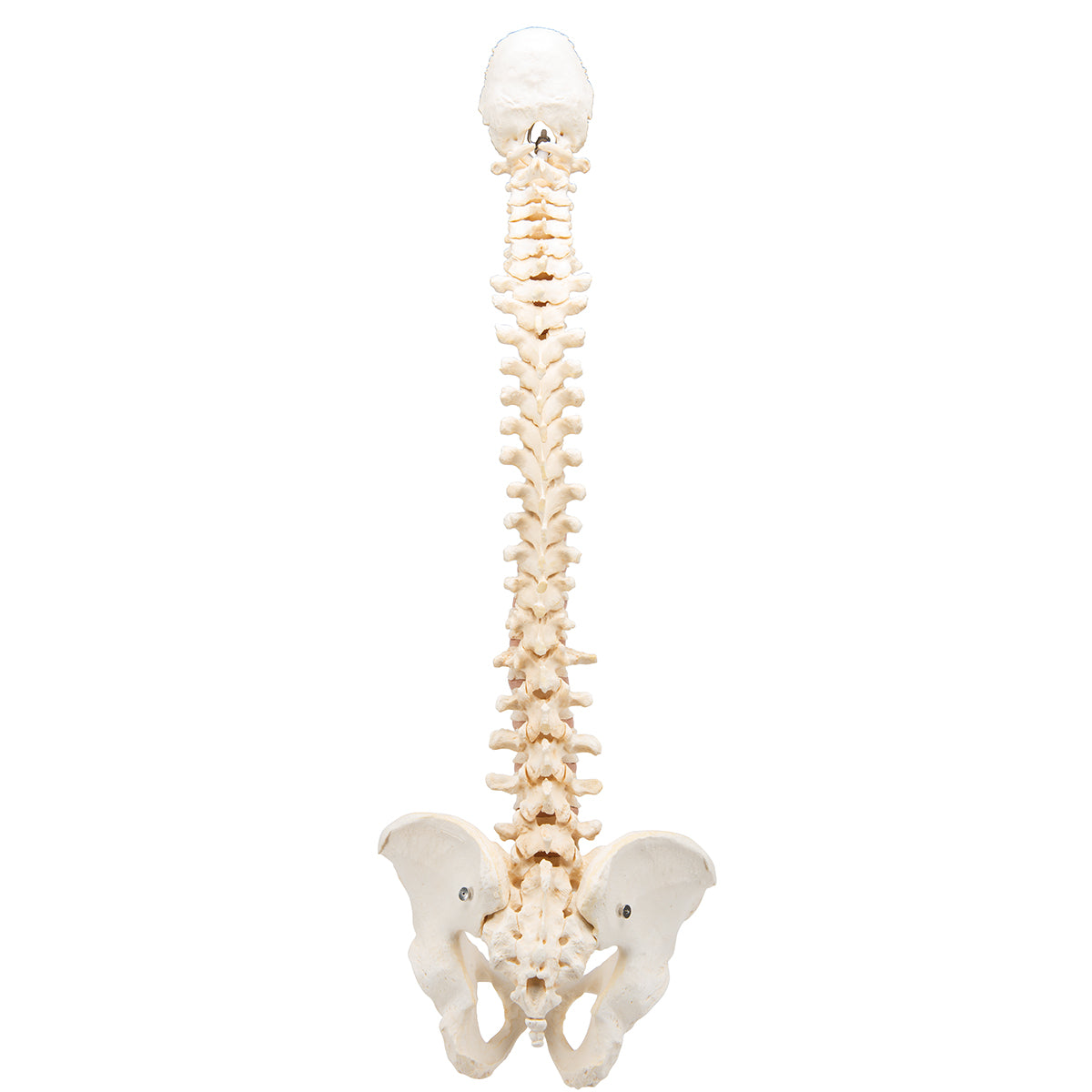 BONElike Human Vertebral Column Model - 3B Scientific A794, view 13