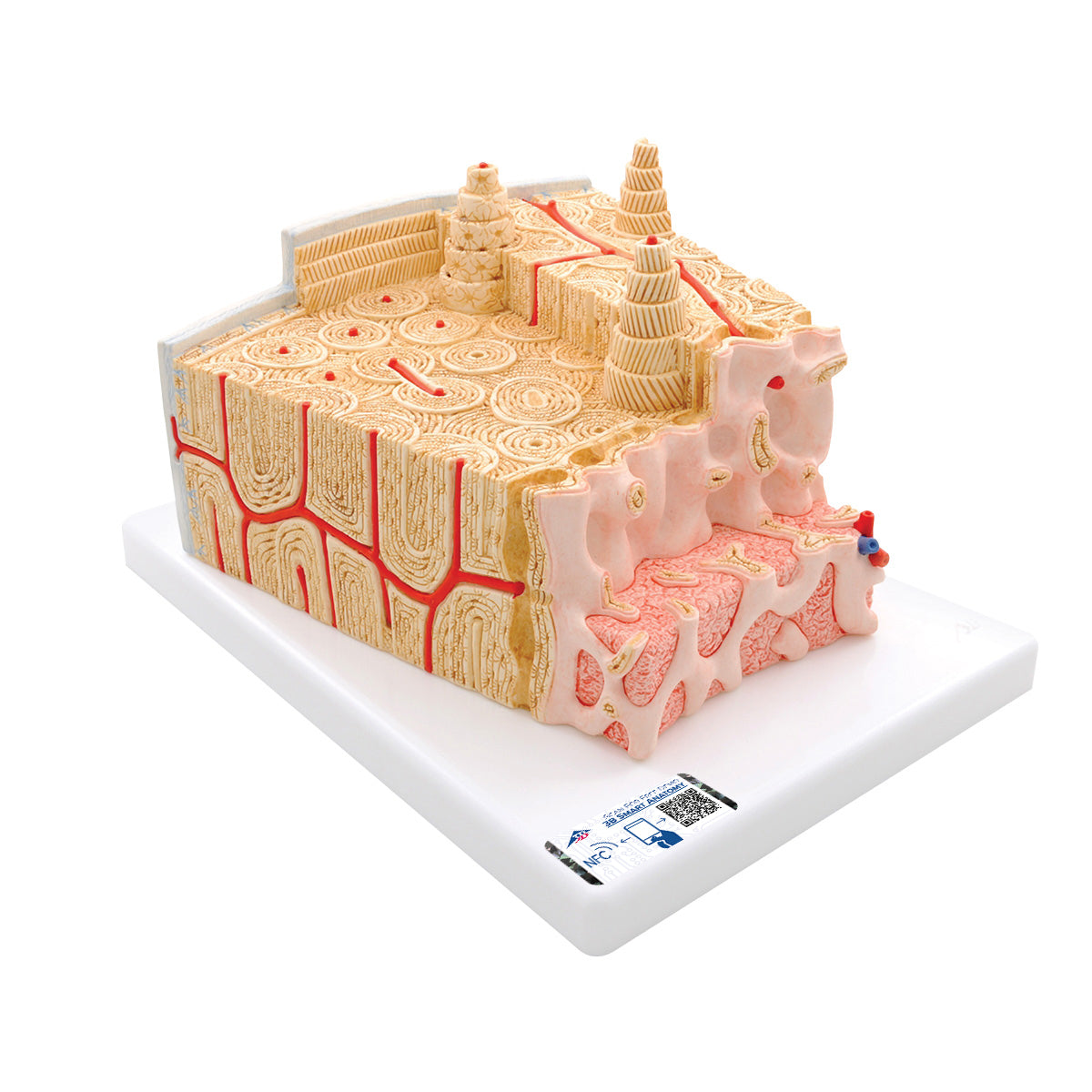 MICROanatomy Bone Structure Model, enlarged 80 times - 3B Scientific A79, view 8