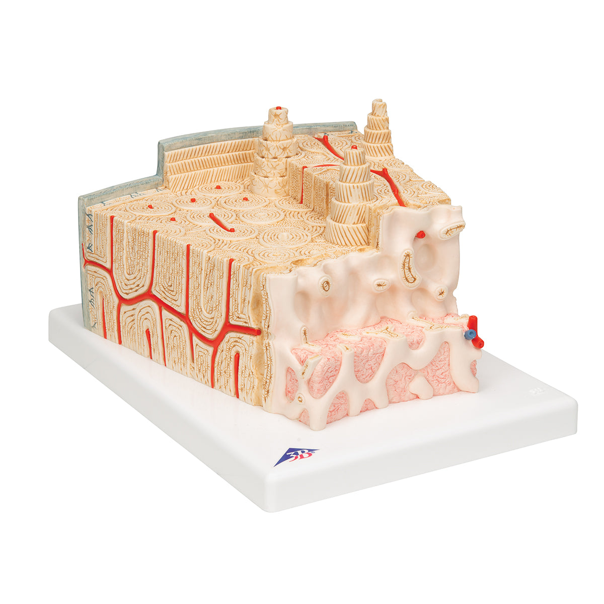 MICROanatomy Bone Structure Model, enlarged 80 times - 3B Scientific A79, view 9