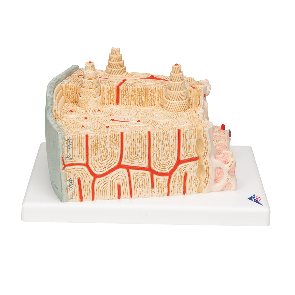 MICROanatomy Bone Structure Model, enlarged 80 times - 3B Scientific A79, view 10