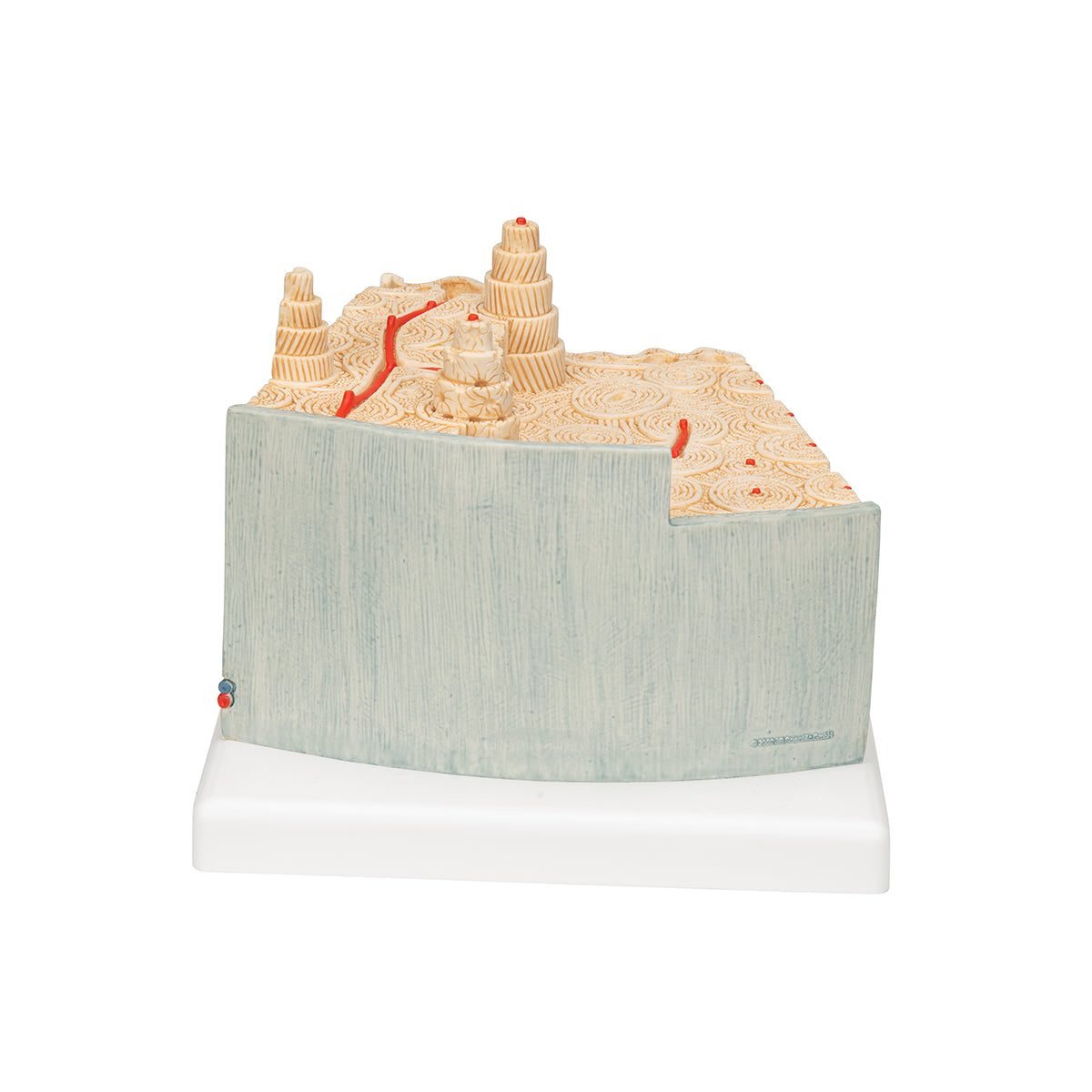 MICROanatomy Bone Structure Model, enlarged 80 times - 3B Scientific A79, view 11