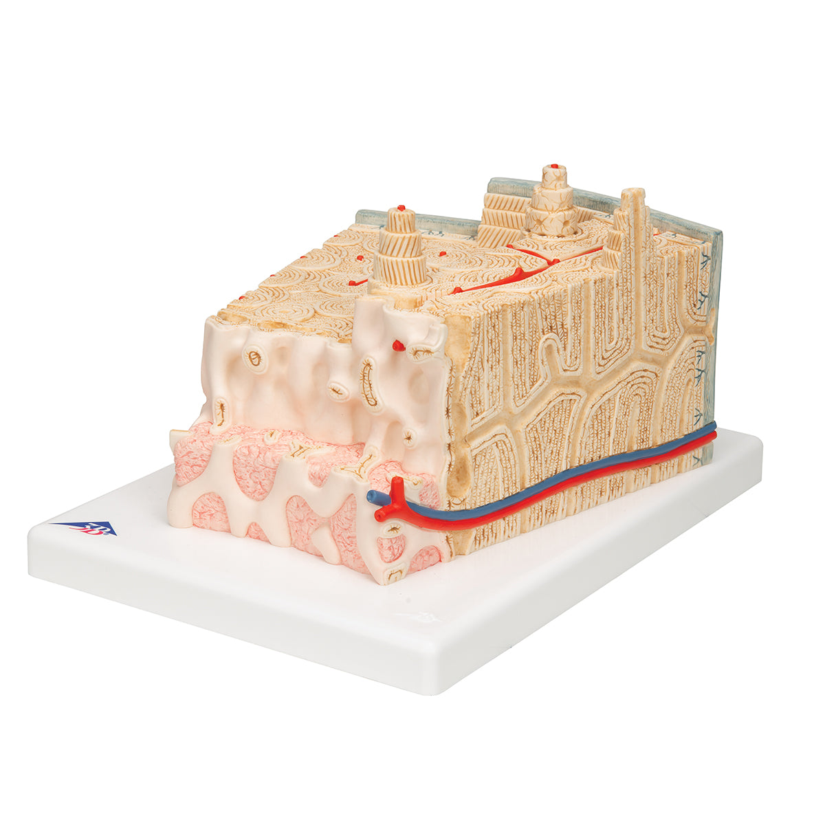MICROanatomy Bone Structure Model, enlarged 80 times - 3B Scientific A79, view 13