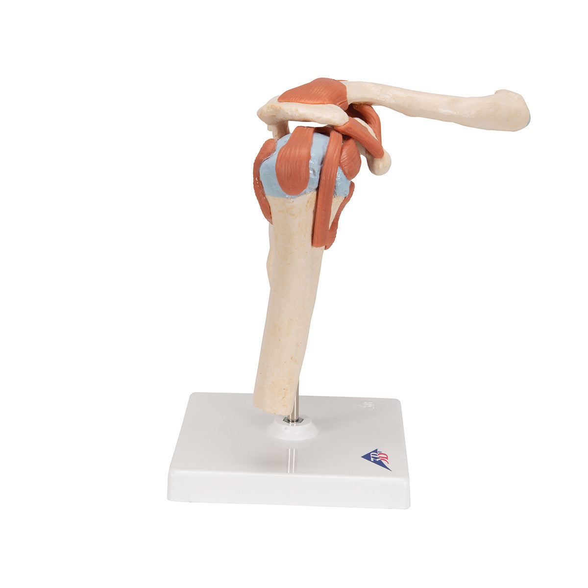 Deluxe Functional Shoulder Joint | 3B Scientific A80/1