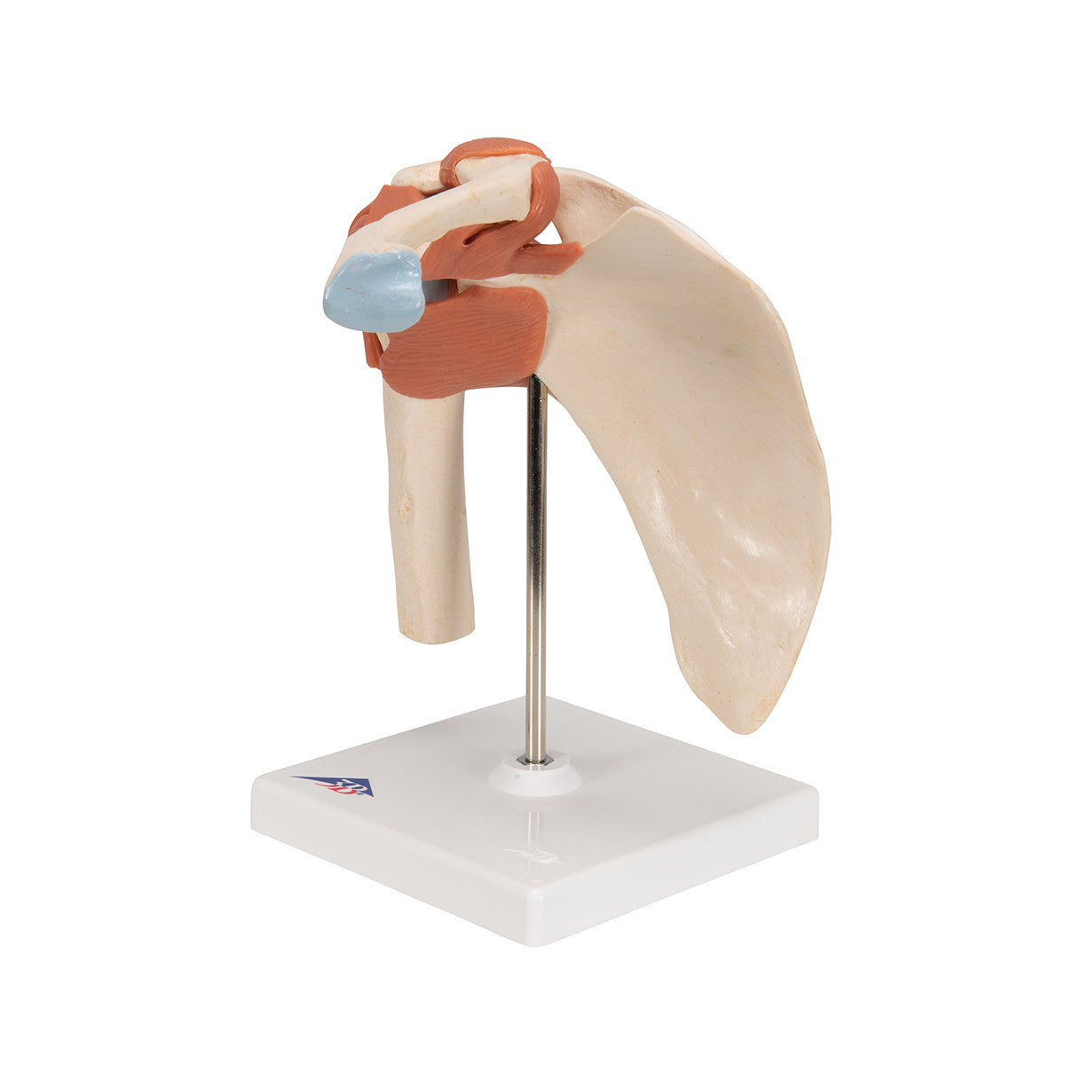 Deluxe Functional Shoulder Joint | 3B Scientific A80/1