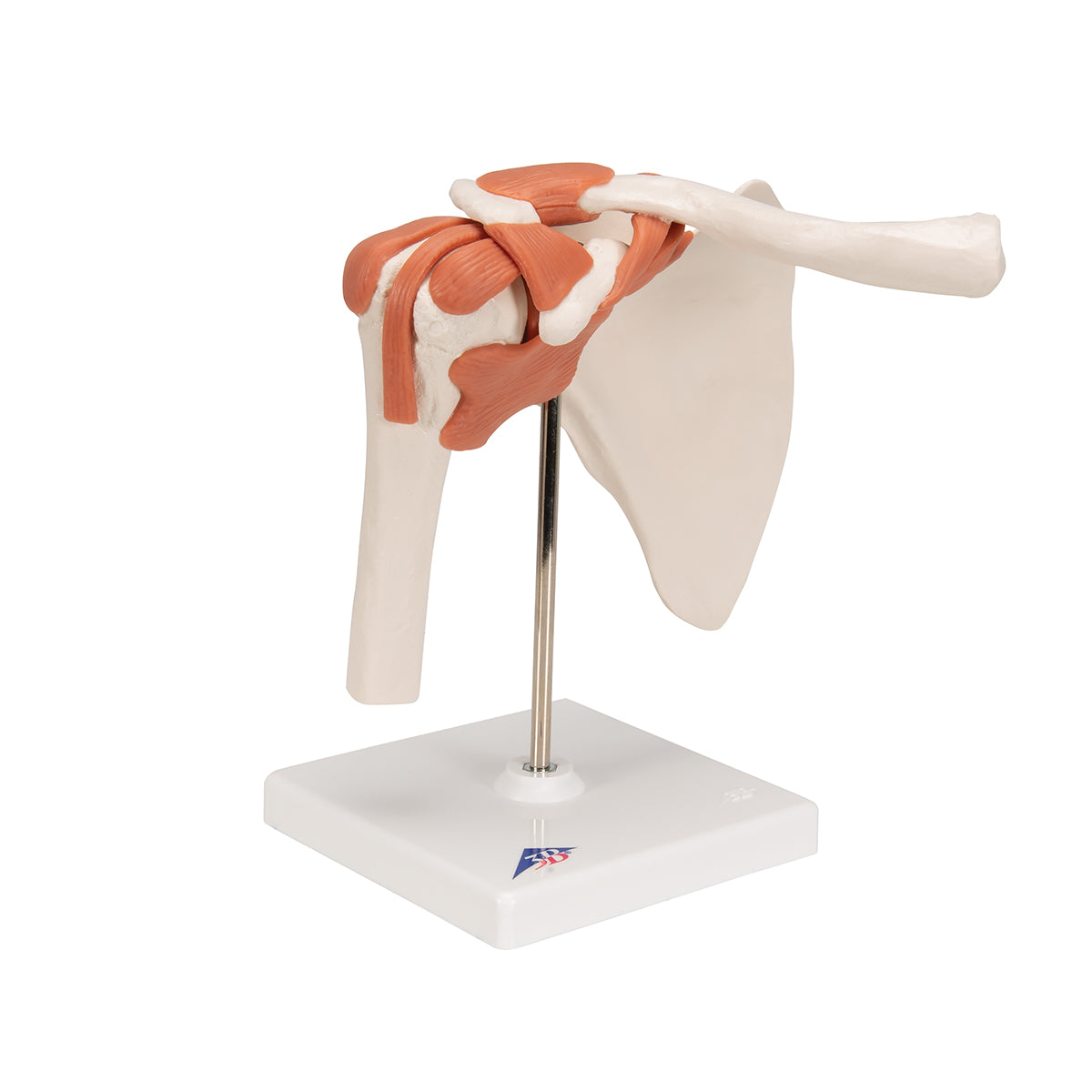 Functional Human Shoulder Joint - 3B Scientific A80, view 9