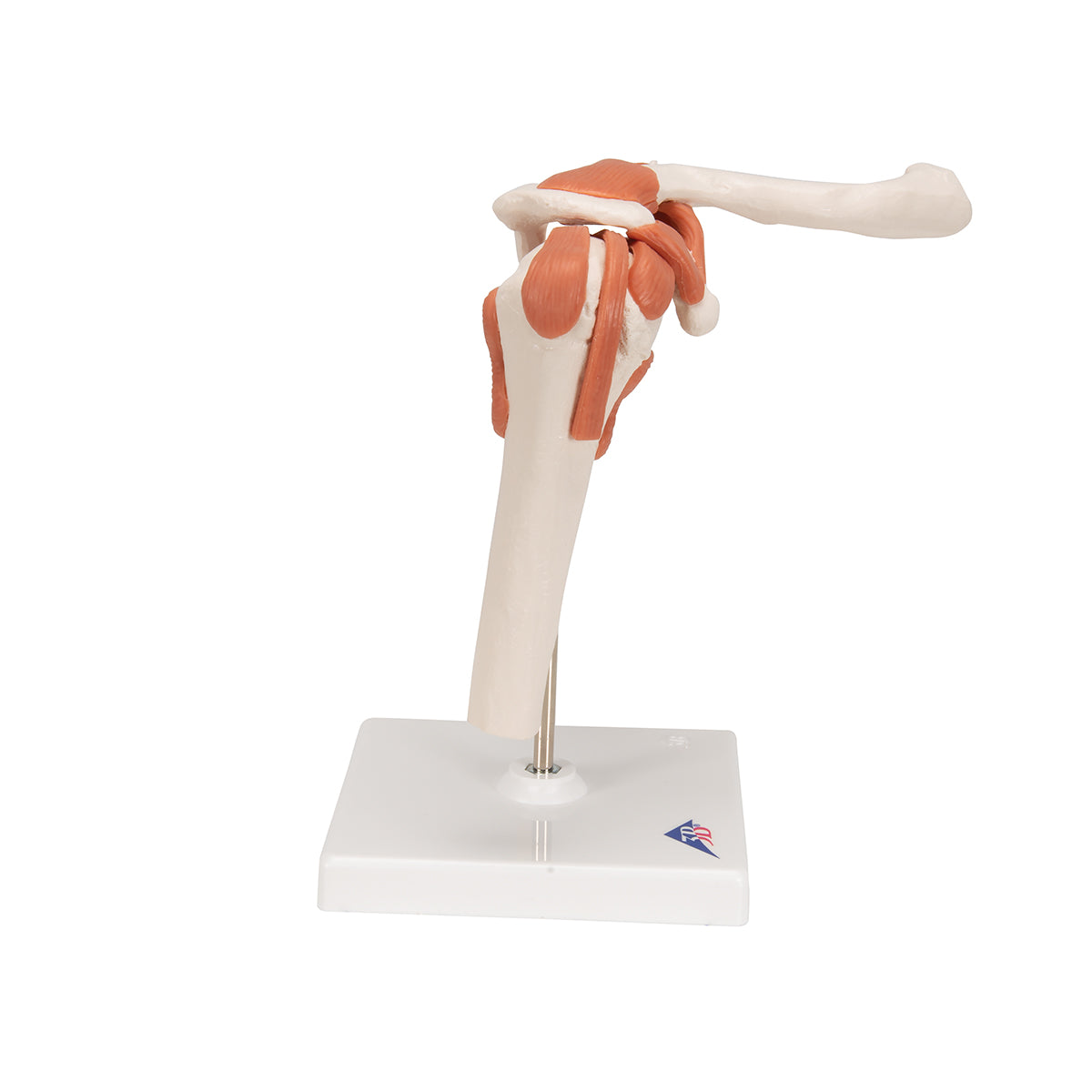 Functional Human Shoulder Joint - 3B Scientific A80, view 10