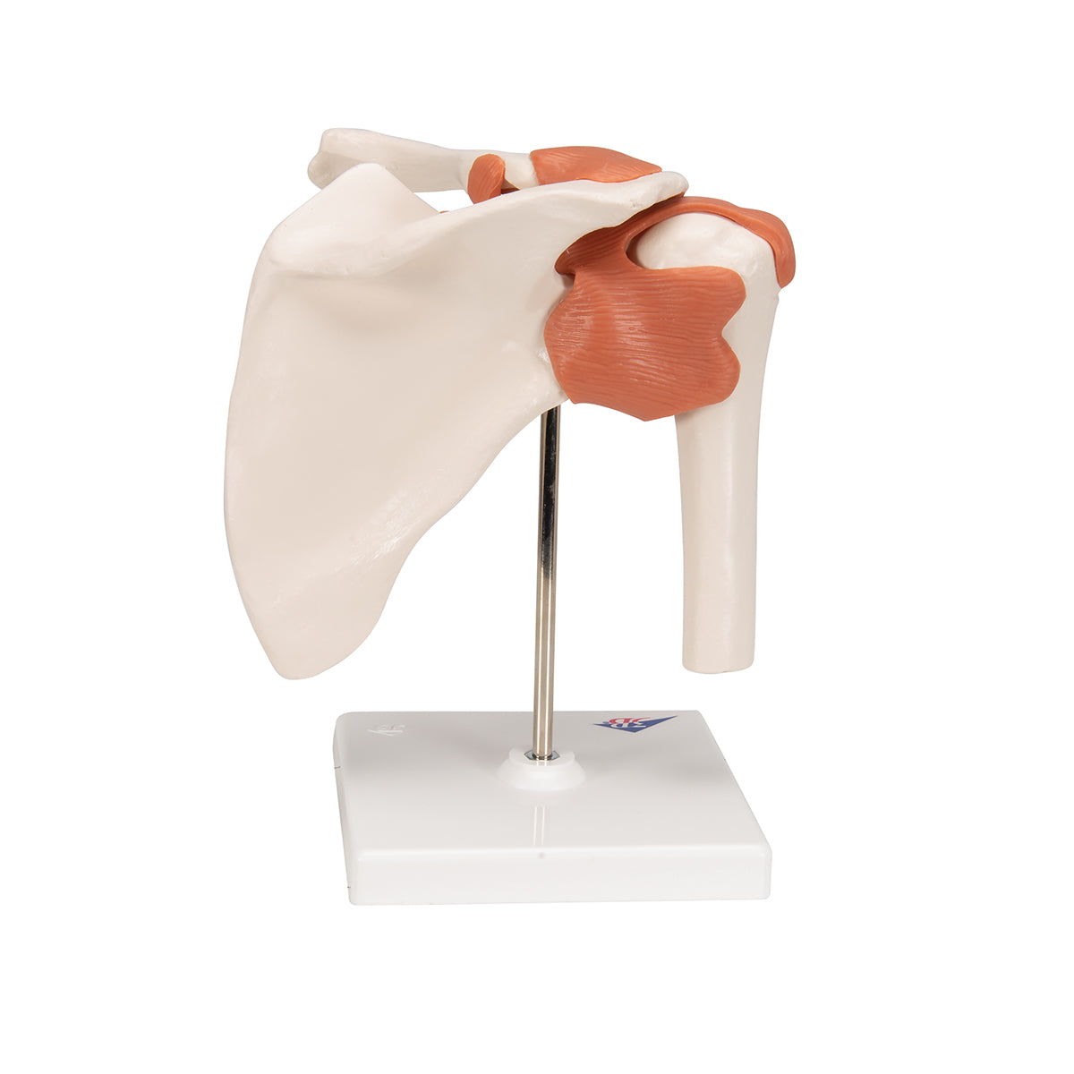 Functional Human Shoulder Joint - 3B Scientific A80, view 11