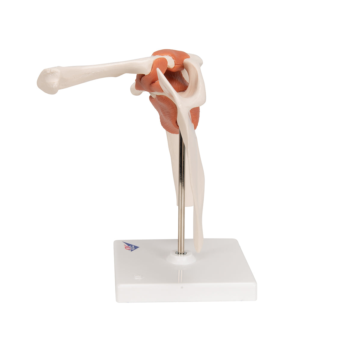 Functional Human Shoulder Joint - 3B Scientific A80, view 12