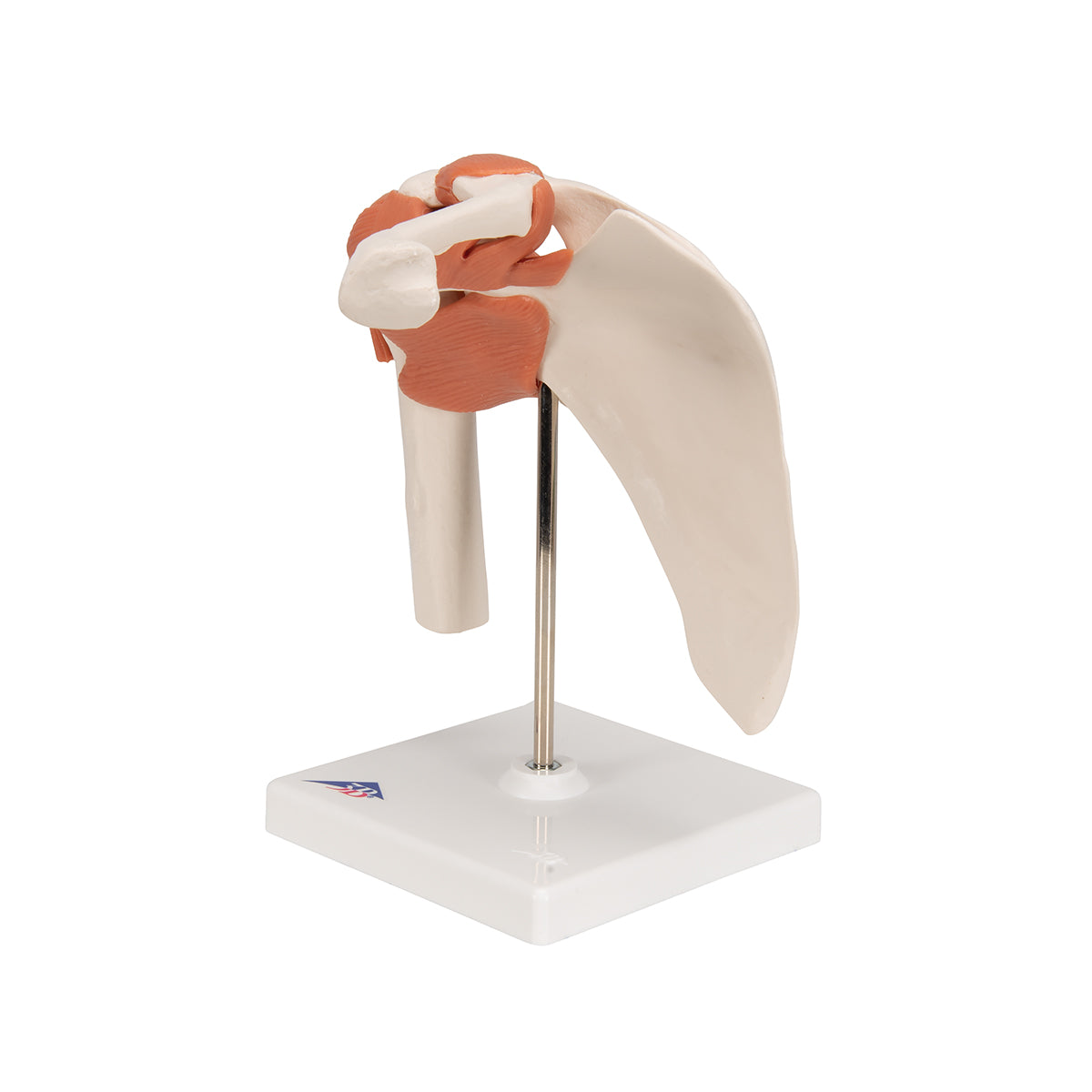 Functional Human Shoulder Joint - 3B Scientific A80, view 13