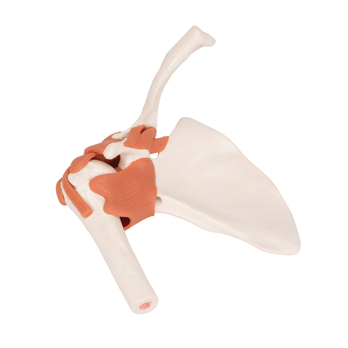 Functional Human Shoulder Joint - 3B Scientific A80, view 14