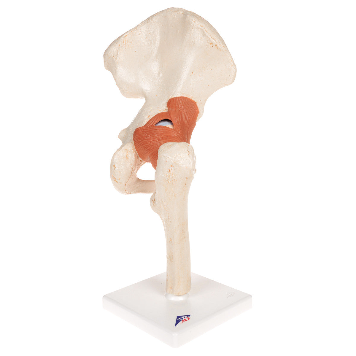Deluxe Functional Hip Joint | 3B Scientific A81/1