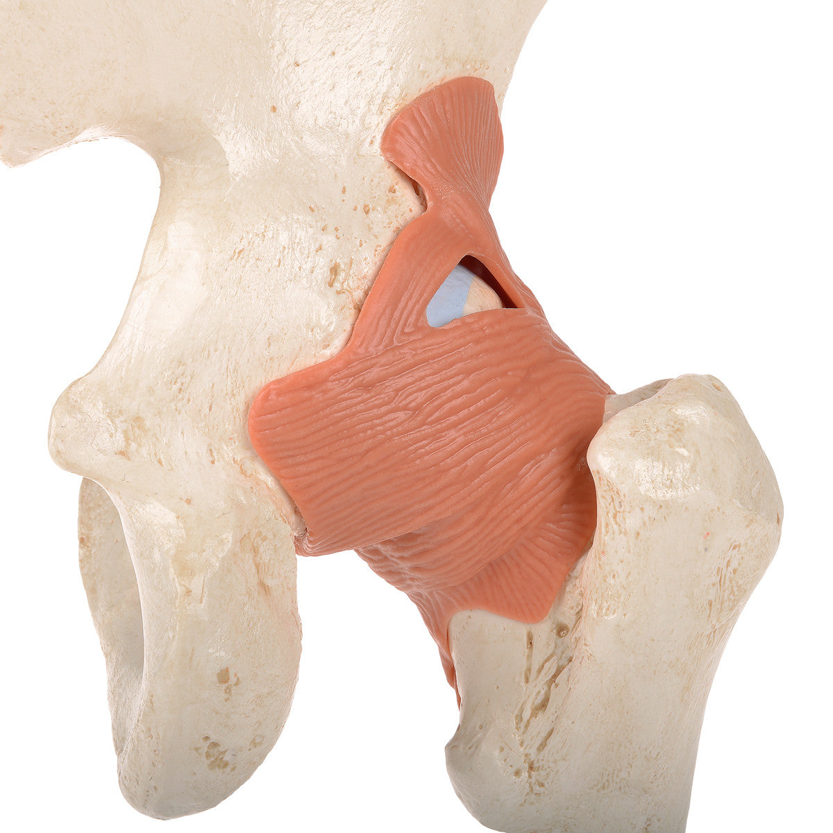Deluxe Functional Hip Joint | 3B Scientific A81/1