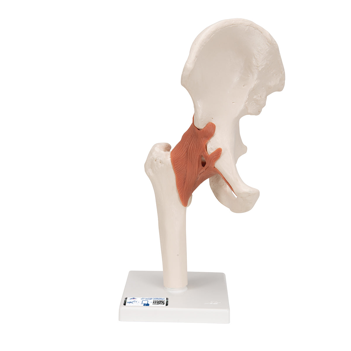 Functional Human Hip Joint Model - 3B Scientific A81, view 9
