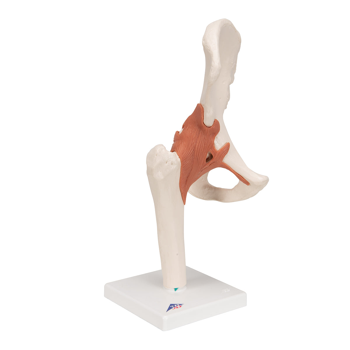 Functional Human Hip Joint Model - 3B Scientific A81, view 10
