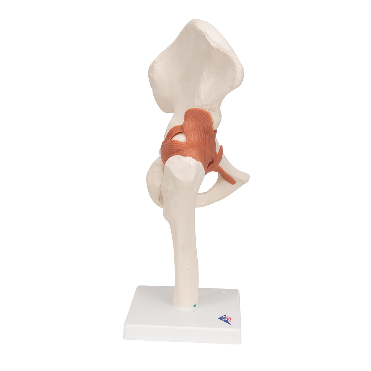 Functional Human Hip Joint Model - 3B Scientific A81, view 11