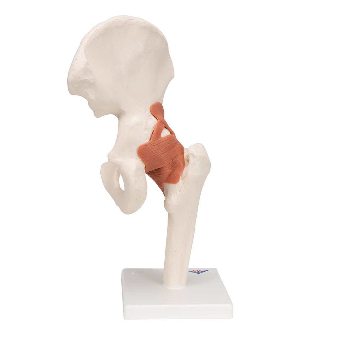 Functional Human Hip Joint Model - 3B Scientific A81, view 12