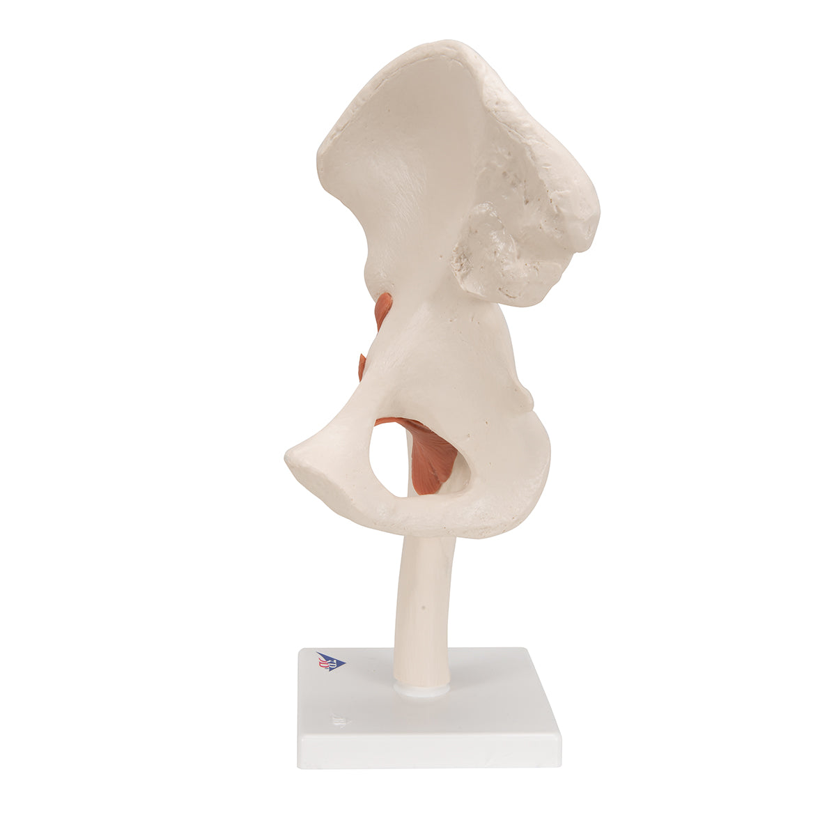 Functional Human Hip Joint Model - 3B Scientific A81, view 13