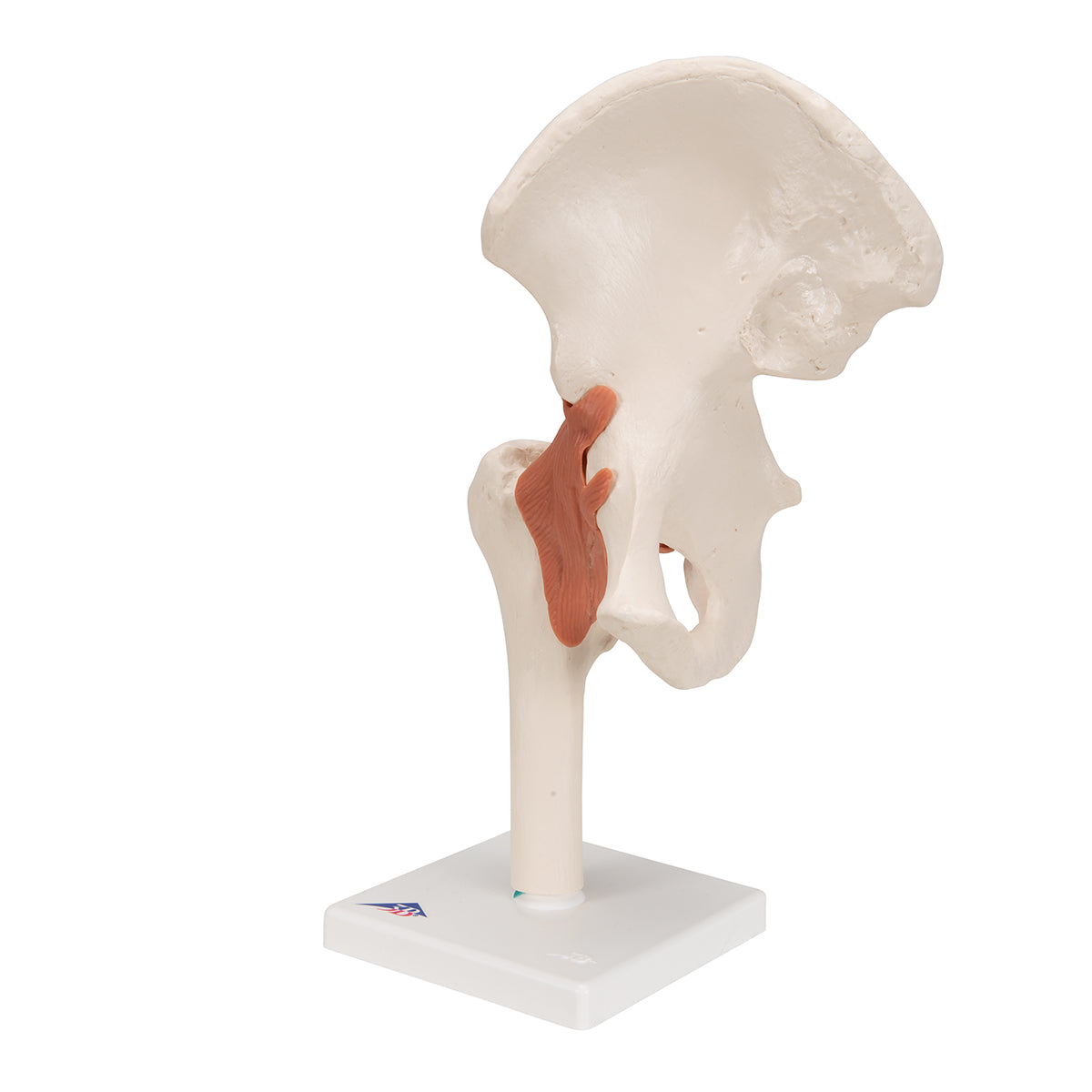 Functional Human Hip Joint Model - 3B Scientific A81, view 14