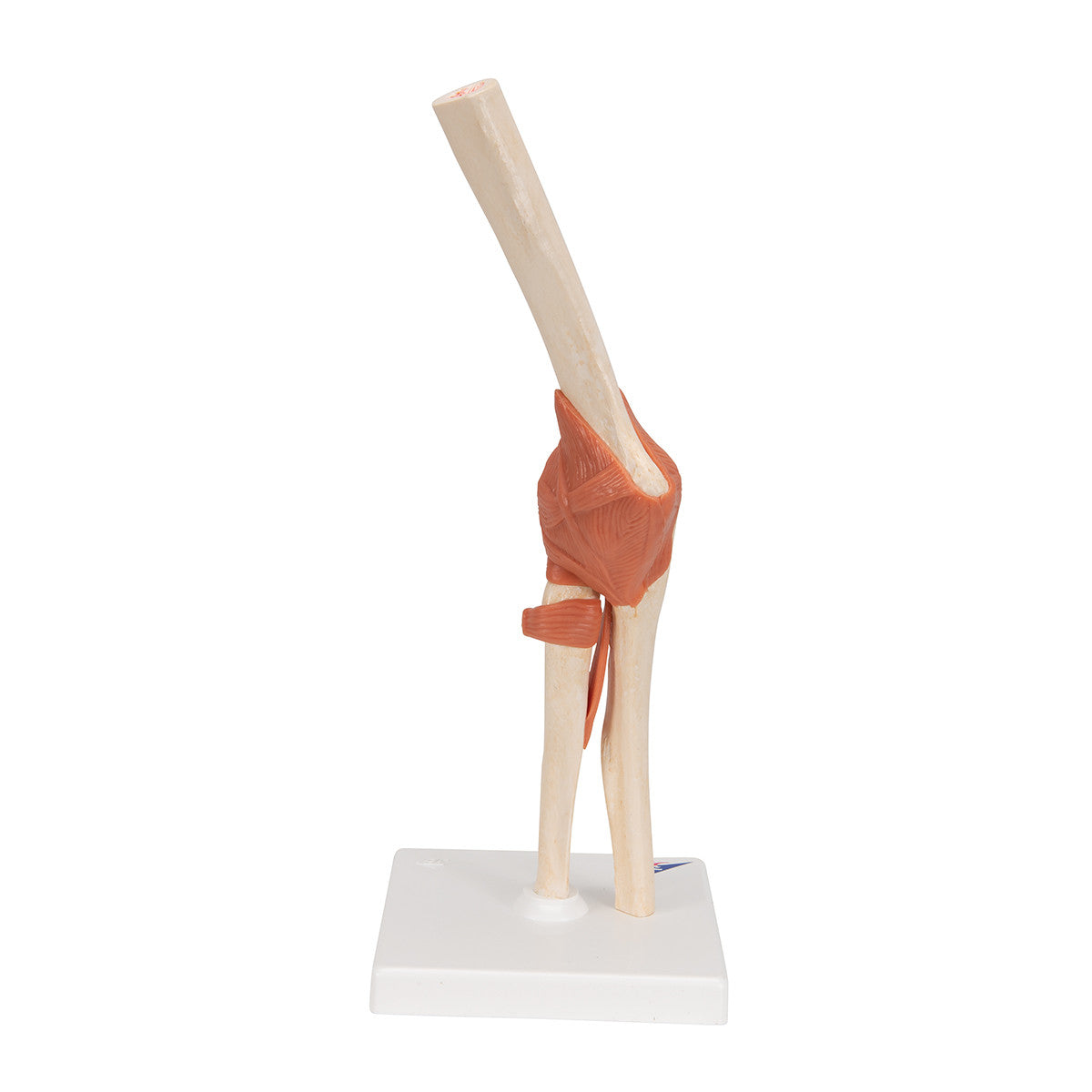 Deluxe Functional Elbow Joint | 3B Scientific A83/1
