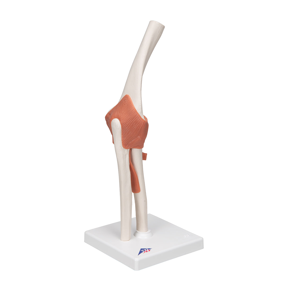 Functional Human Elbow Joint Model with Ligaments - 3B Scientific A83, view 8