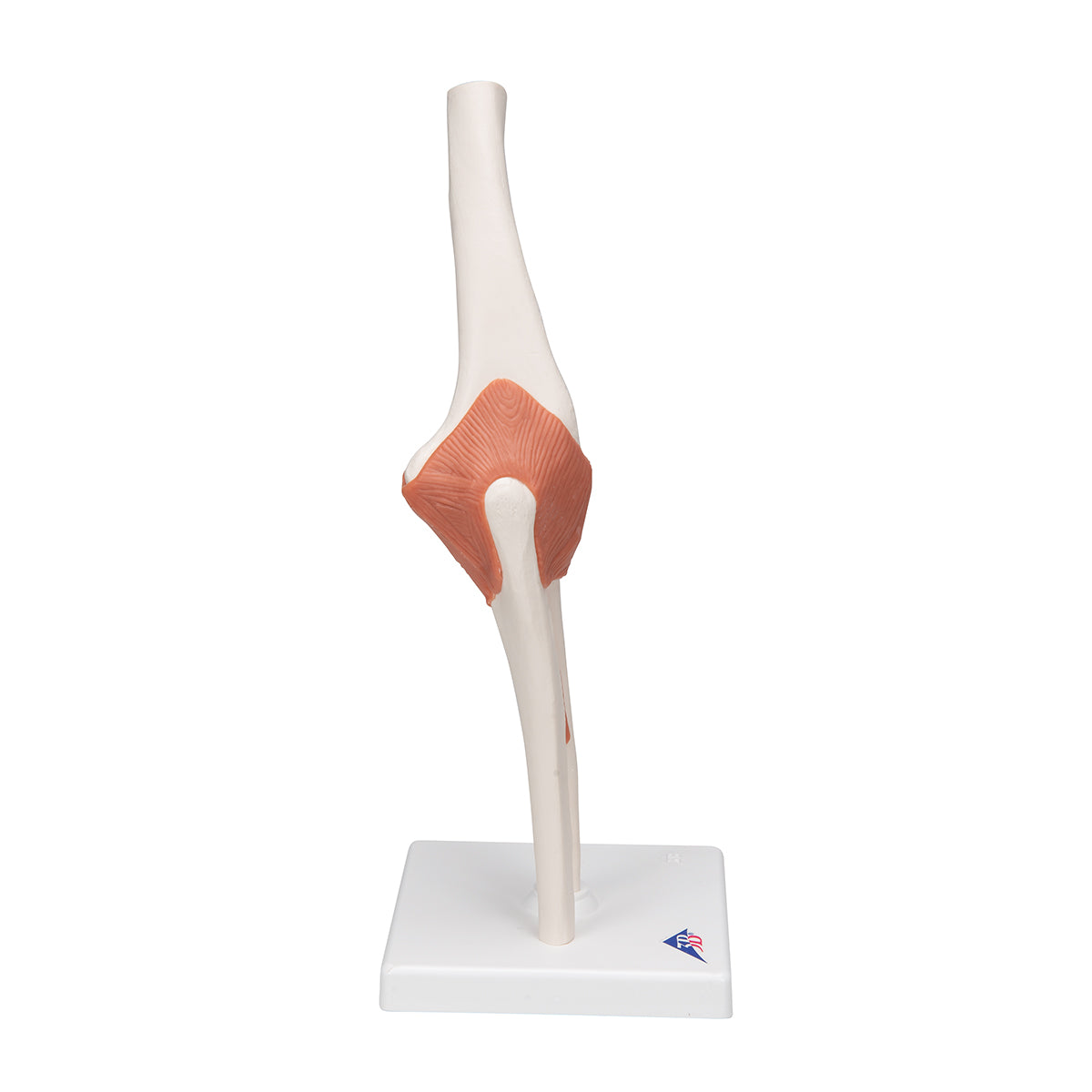 Functional Human Elbow Joint Model with Ligaments - 3B Scientific A83, view 9