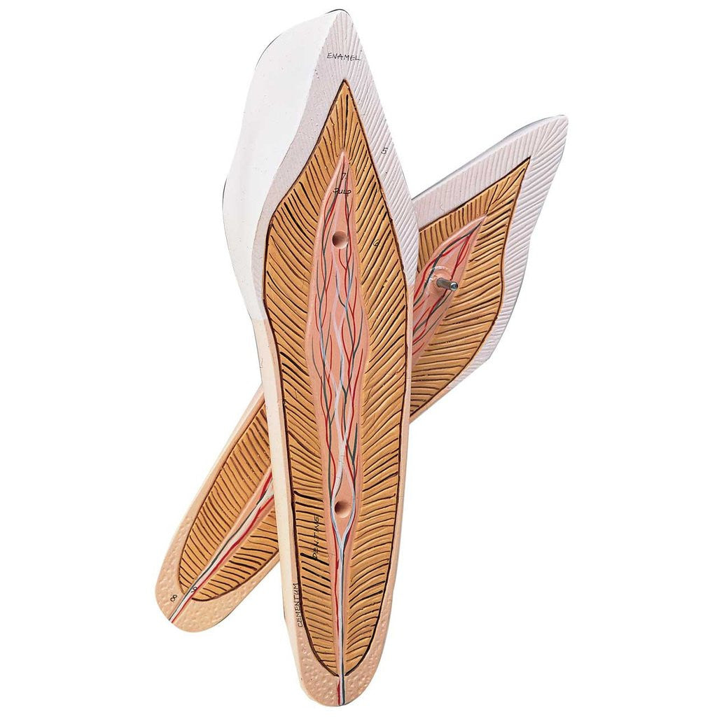 Lateral Incisor Tooth Model - Denoyer Geppert