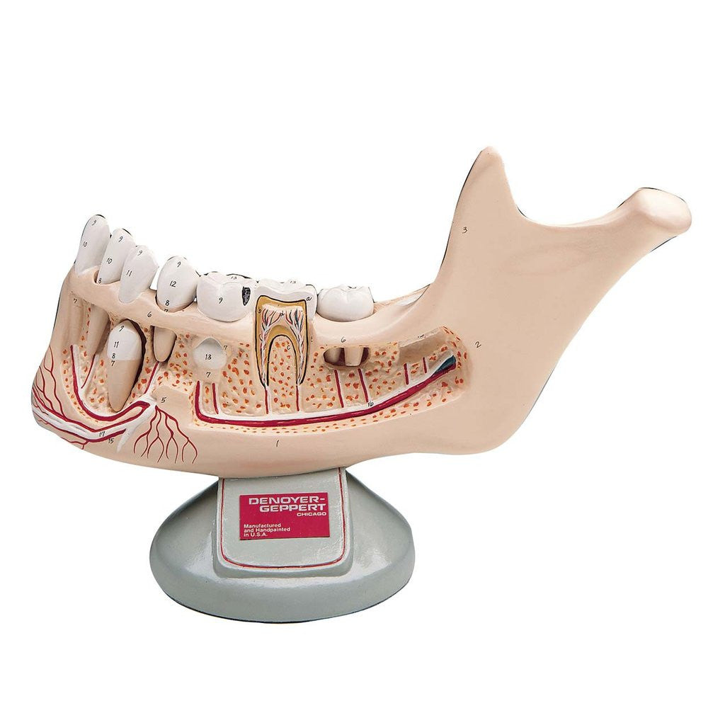 Lower Jaw Of Preadolescent With Removable Teeth - Denoyer Geppert