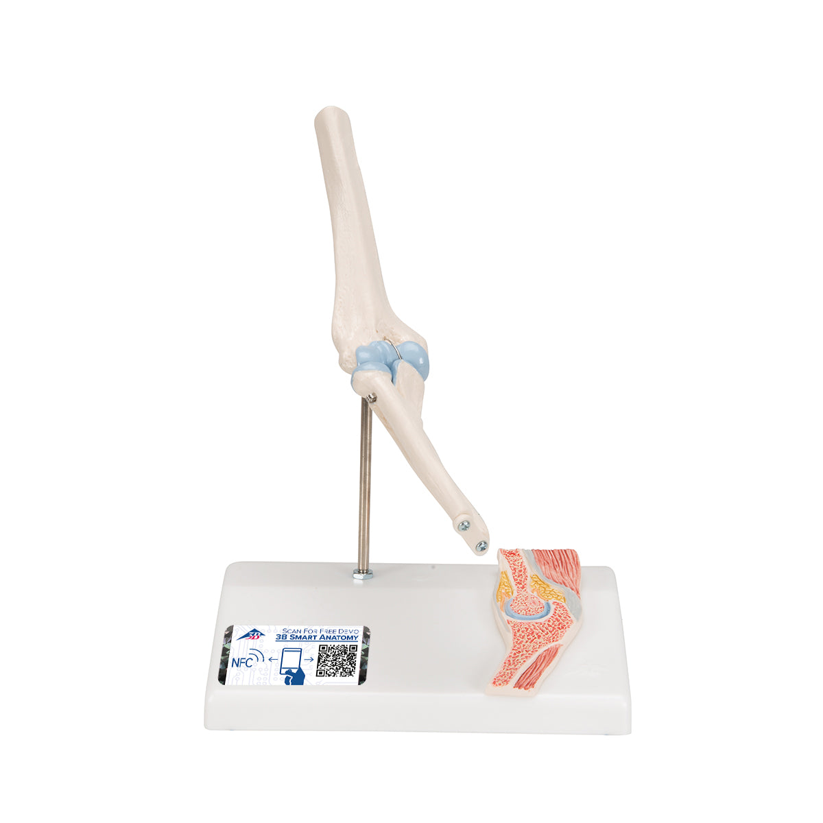 Mini Human Elbow Joint Model with Cross Section
