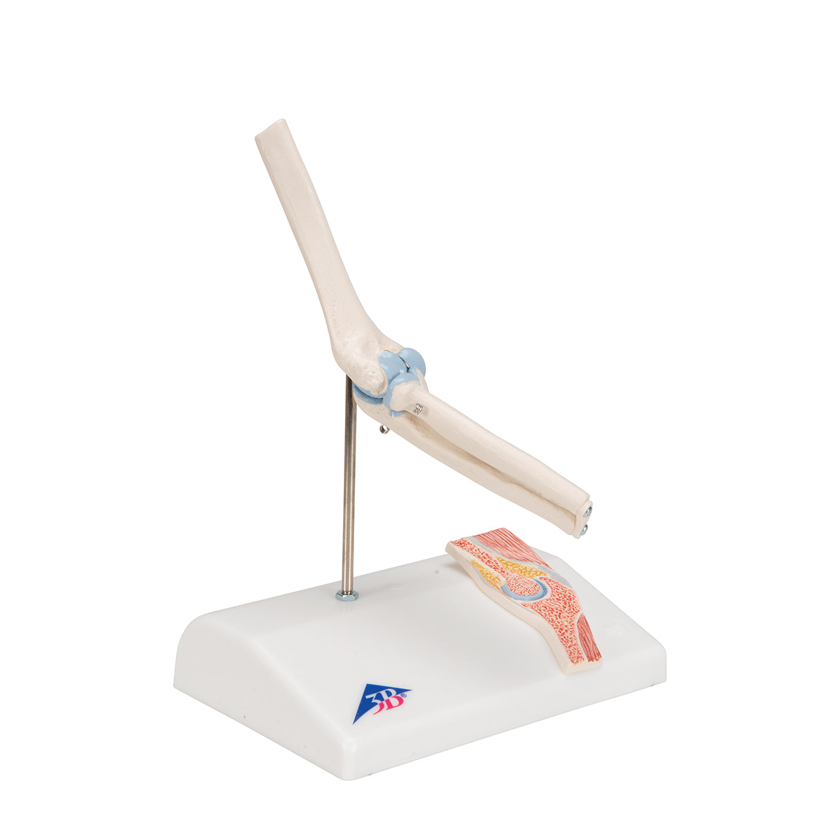 Mini Human Elbow Joint Model with Cross Section