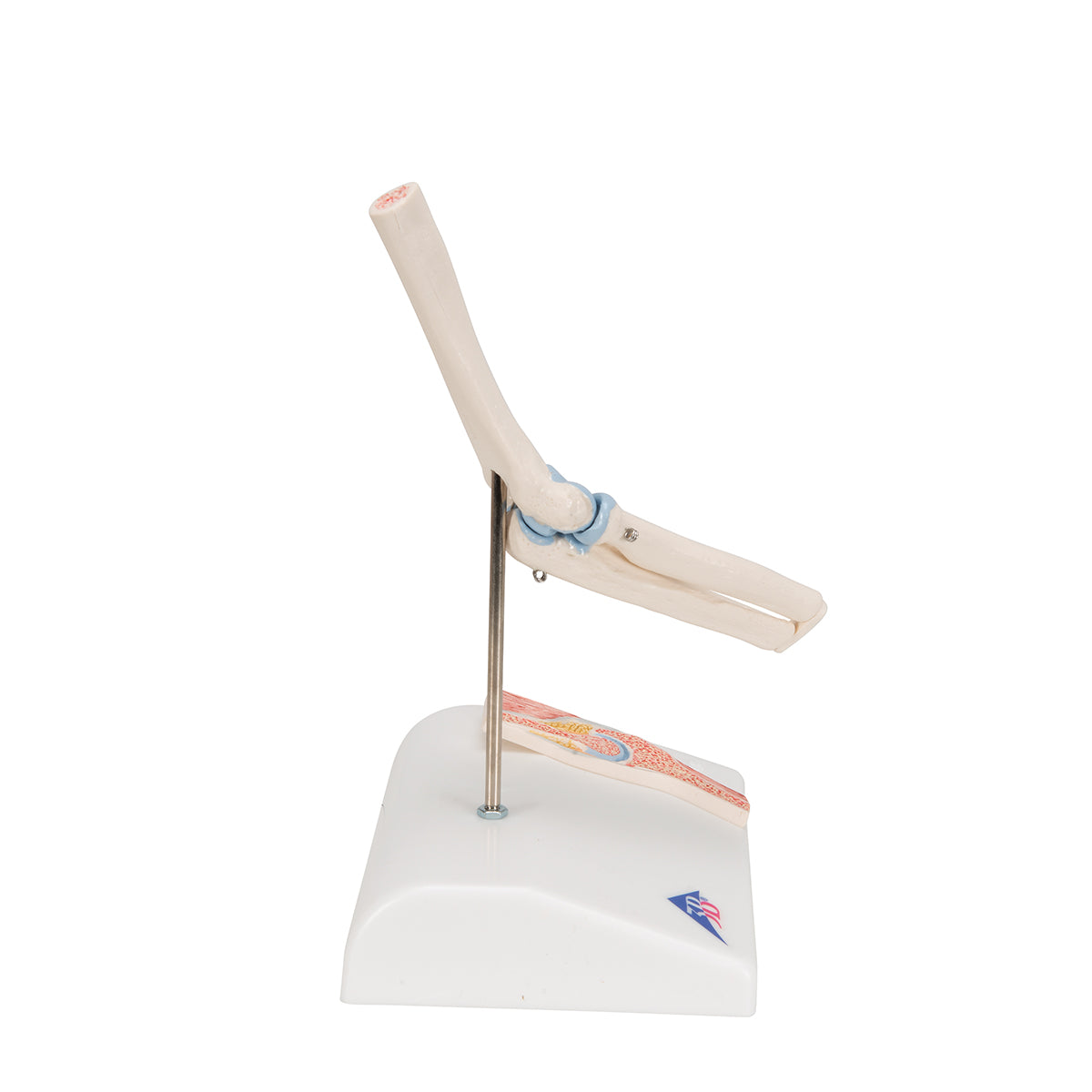 Mini Human Elbow Joint Model with Cross Section