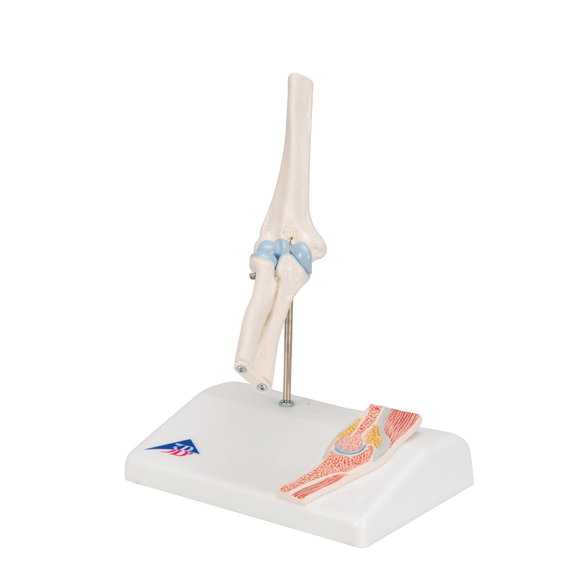 Mini Human Elbow Joint Model with Cross Section