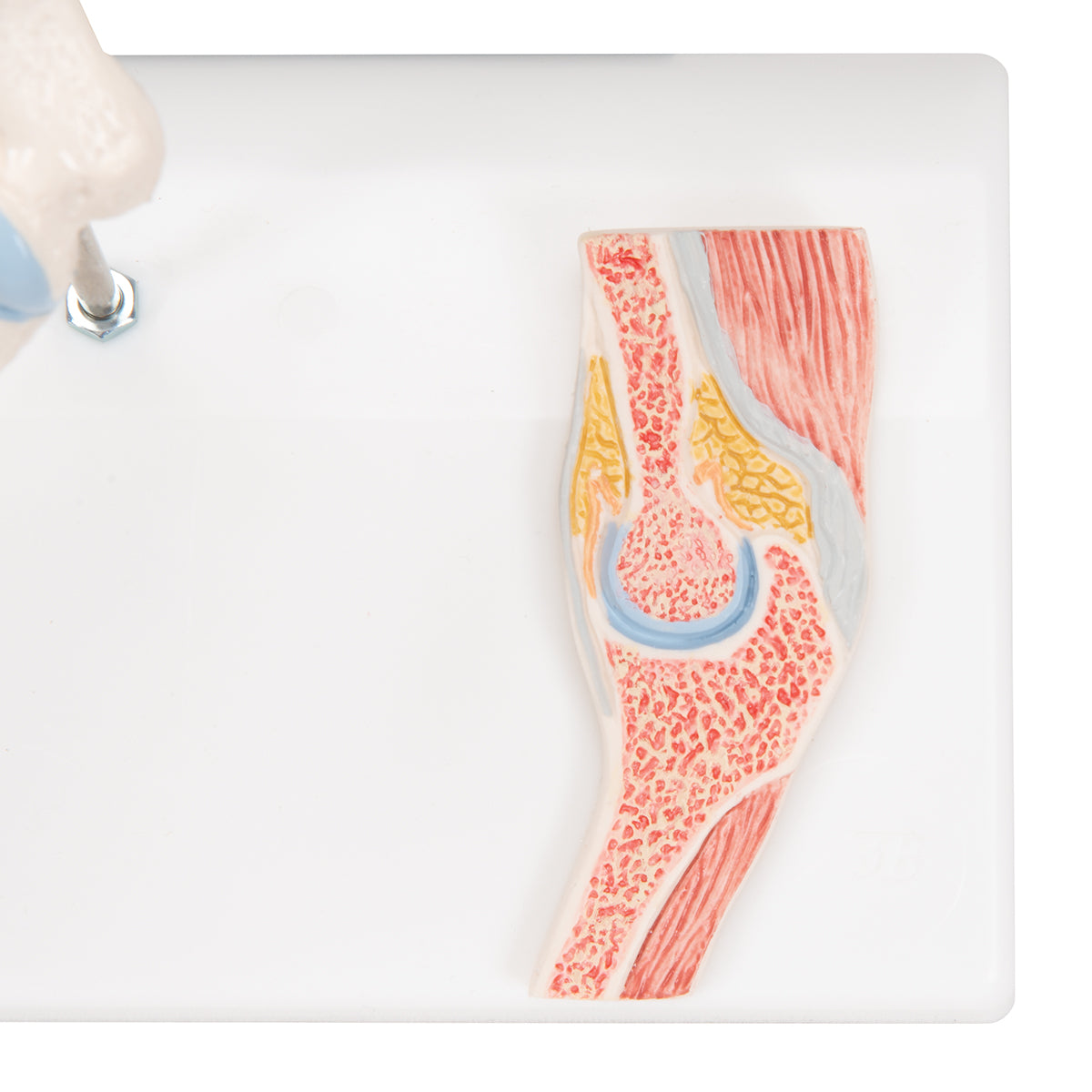 Mini Human Elbow Joint Model with Cross Section