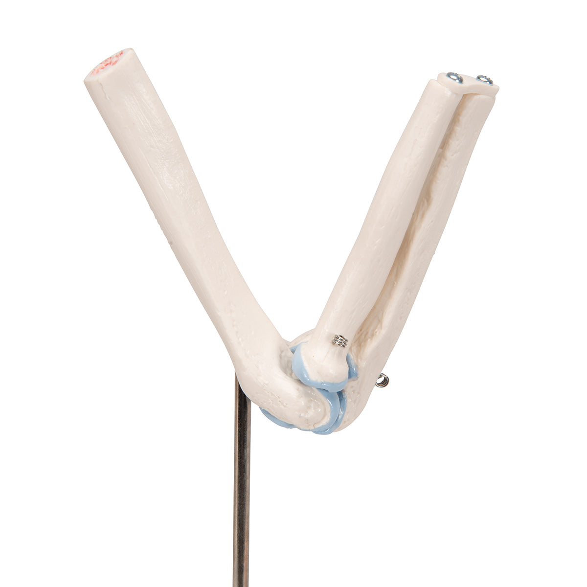 Mini Human Elbow Joint Model with Cross Section