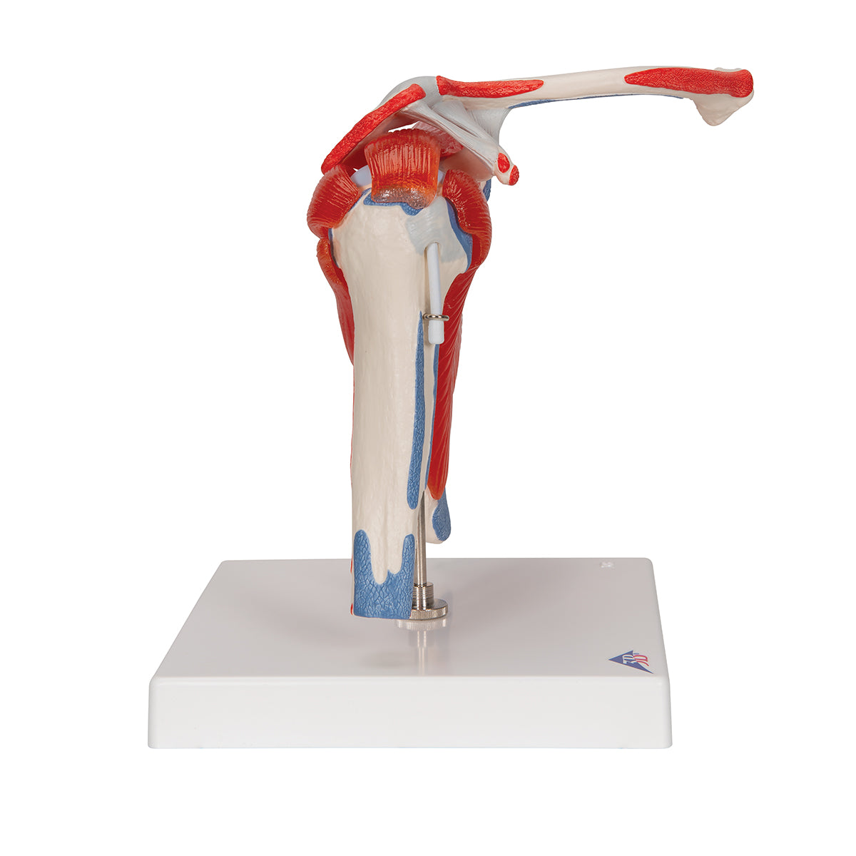 Human Shoulder Joint Model with Rotator Cuff & 4 Removable Muscles, 5 part - 3B Scientific A880, view 10