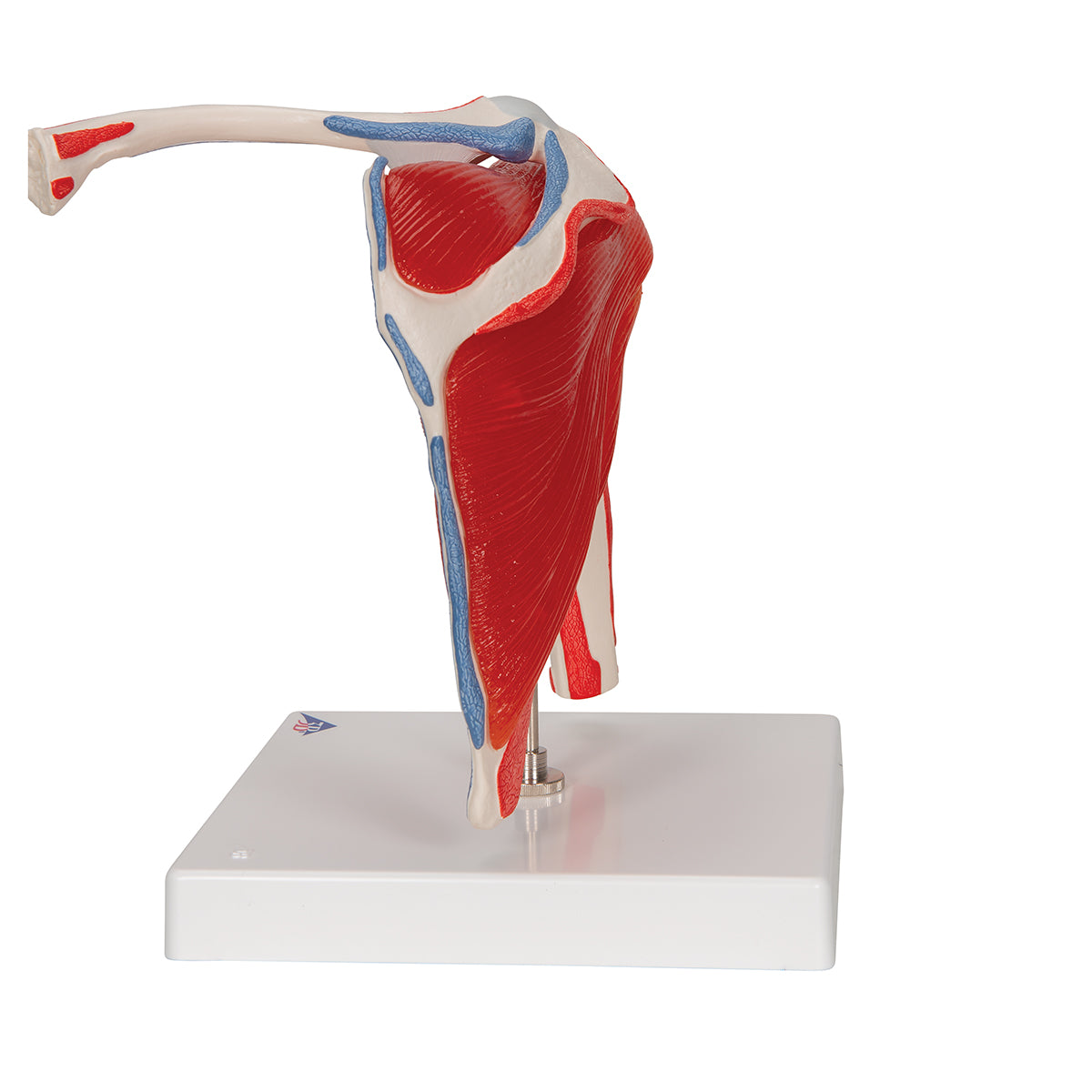 Human Shoulder Joint Model with Rotator Cuff & 4 Removable Muscles, 5 part - 3B Scientific A880, view 12