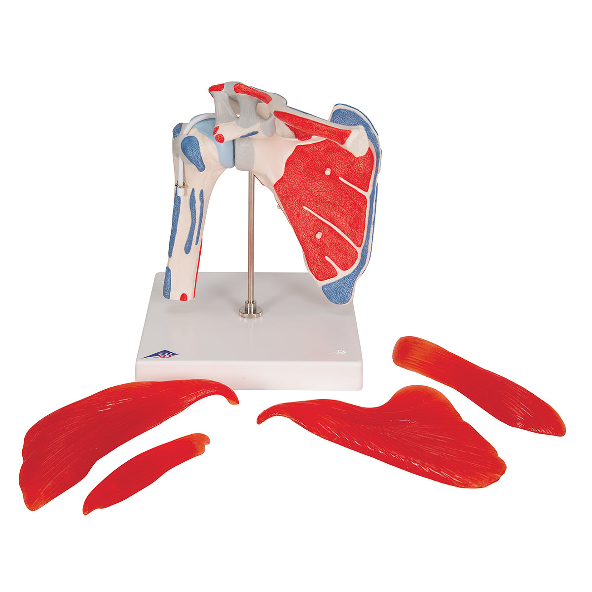 Human Shoulder Joint Model with Rotator Cuff & 4 Removable Muscles, 5 part - 3B Scientific A880, view 13