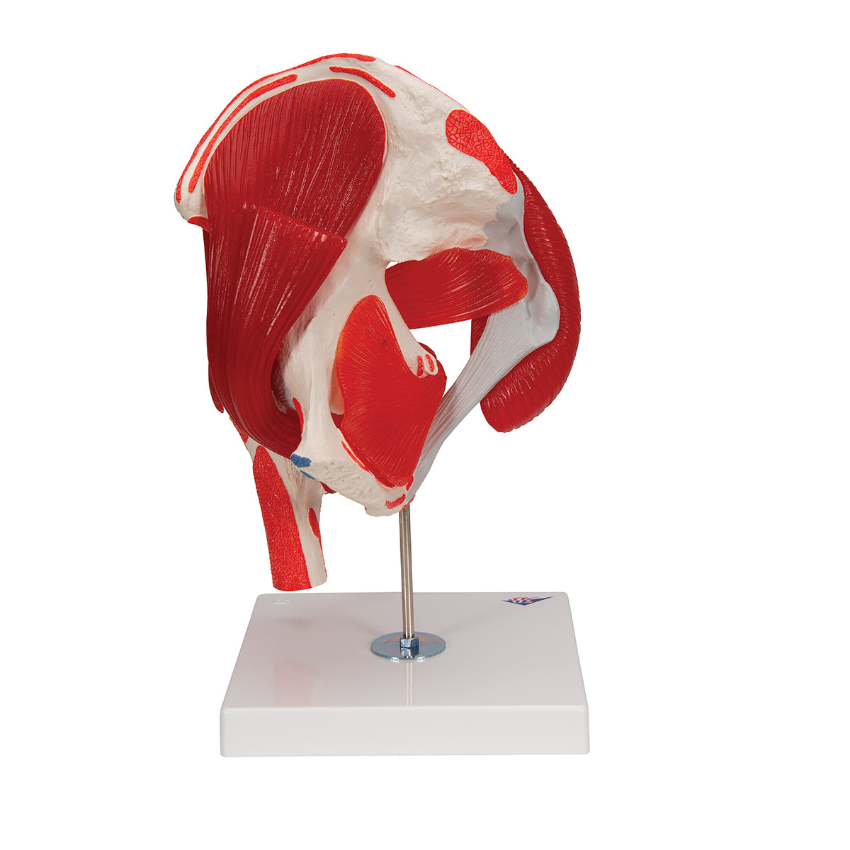 Human Hip Joint Model with Removable Muscles, 7 parts - 3B Scientific A881, view 10