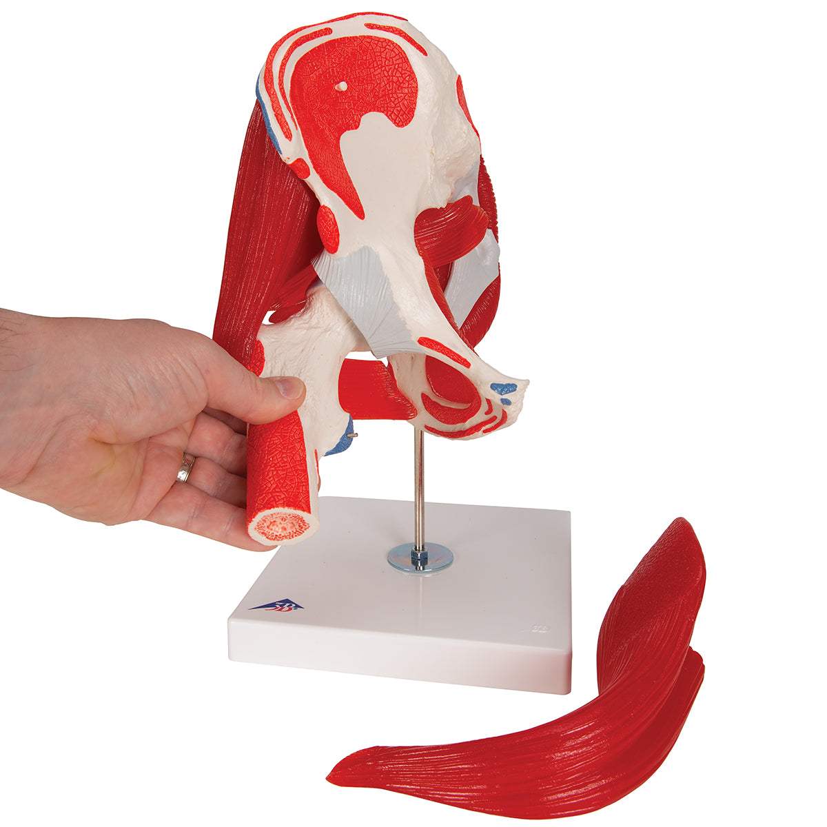 Human Hip Joint Model with Removable Muscles, 7 parts - 3B Scientific A881, view 13