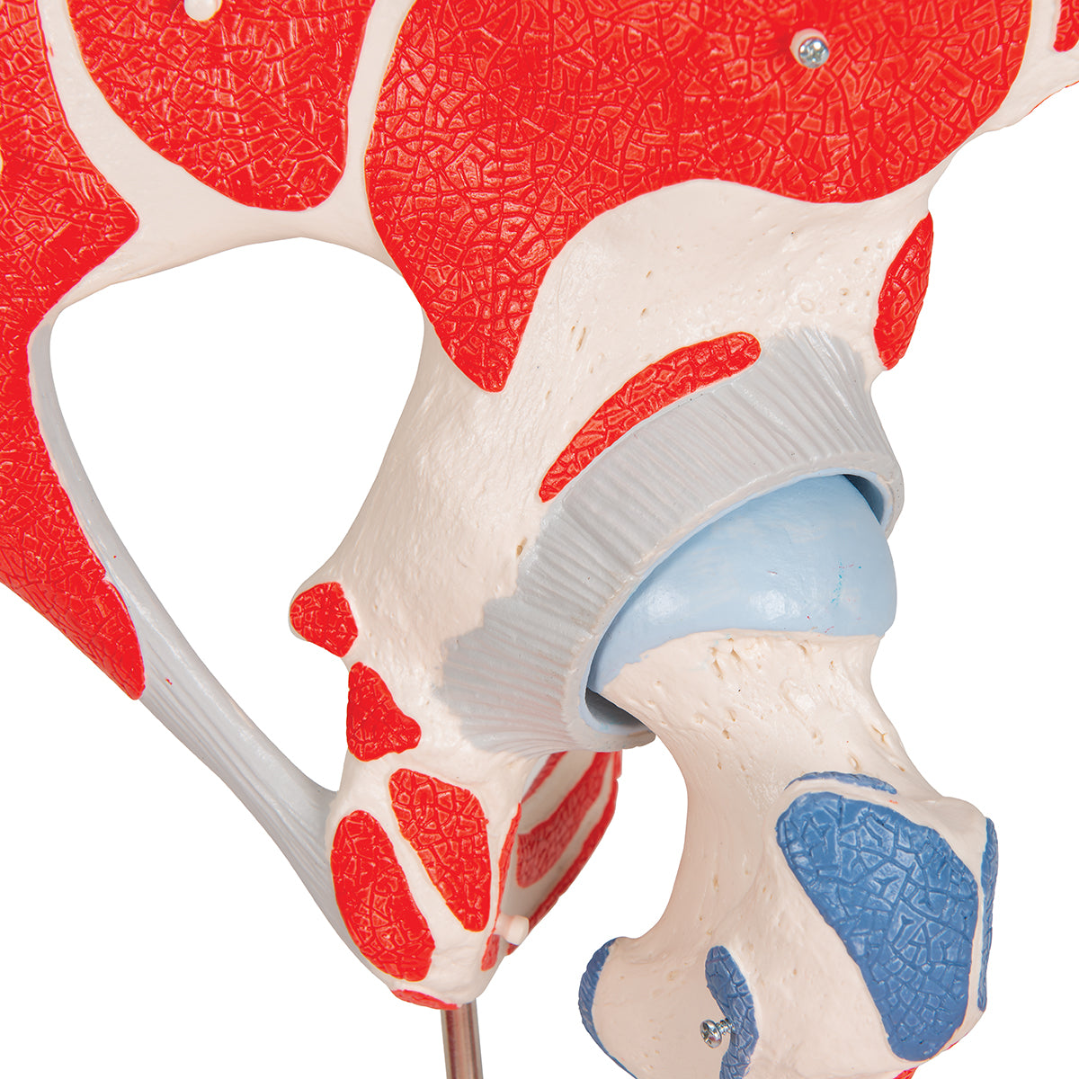 Human Hip Joint Model with Removable Muscles, 7 parts - 3B Scientific A881, view 14