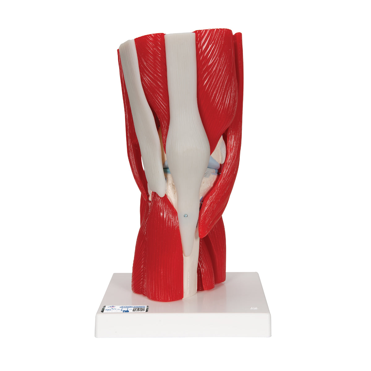 Human Knee Joint Model with Removable Muscles, 12 parts - 3B Scientific A882, view 8