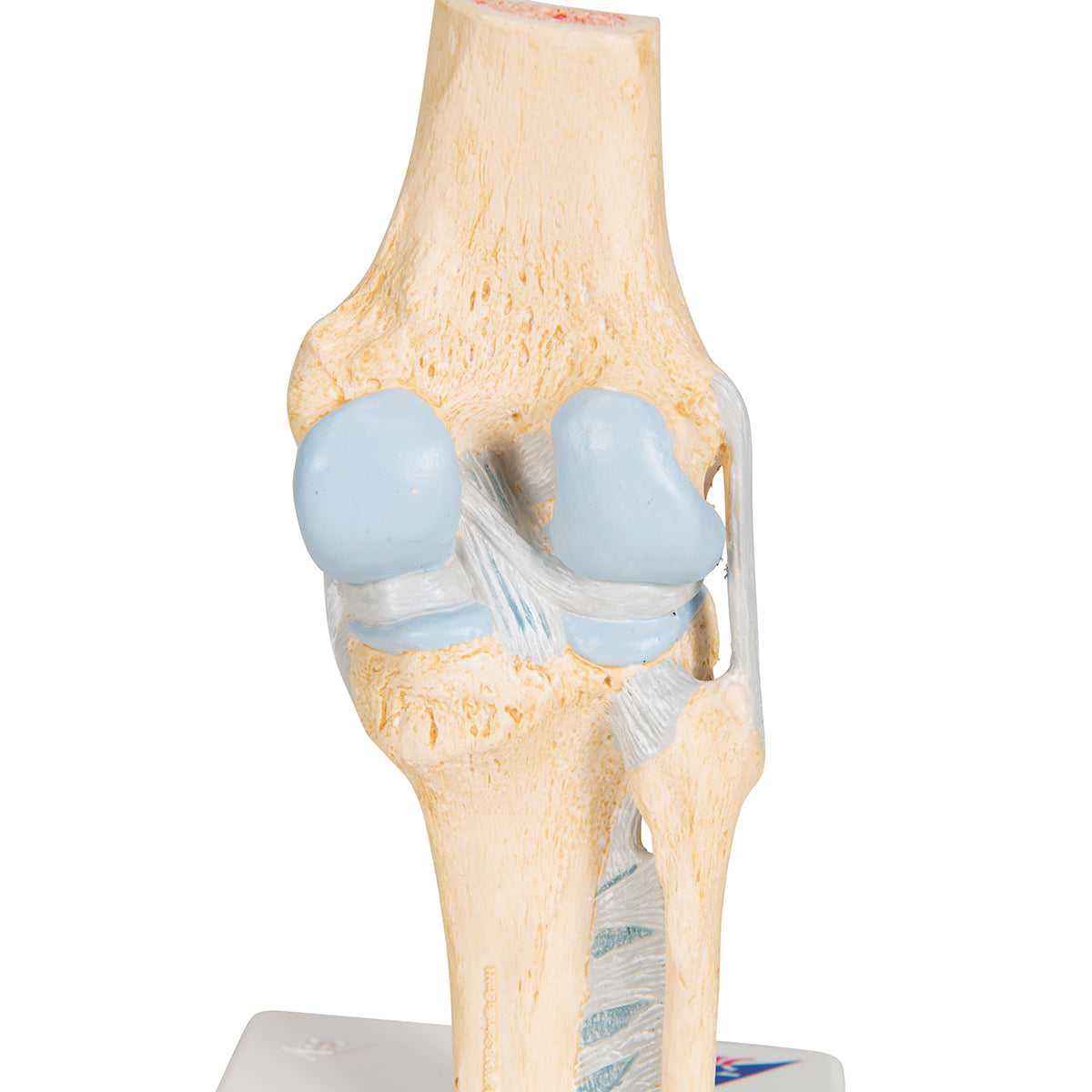 Sectional Human Knee Joint Model, 3 part - 3B Scientific A89, view 14