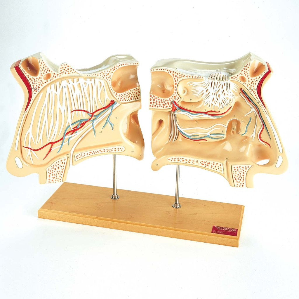 Nose And Olfactory Set