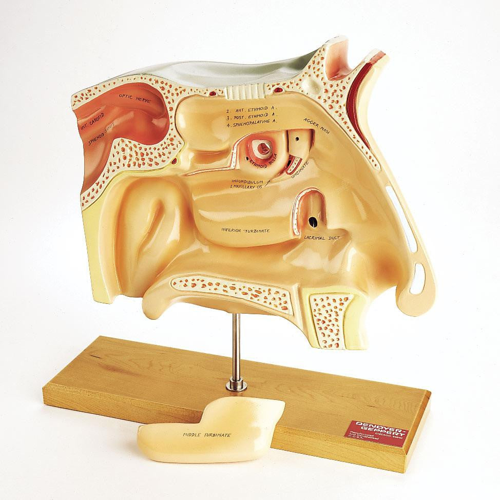 0950-00 Human Sinuses Model
