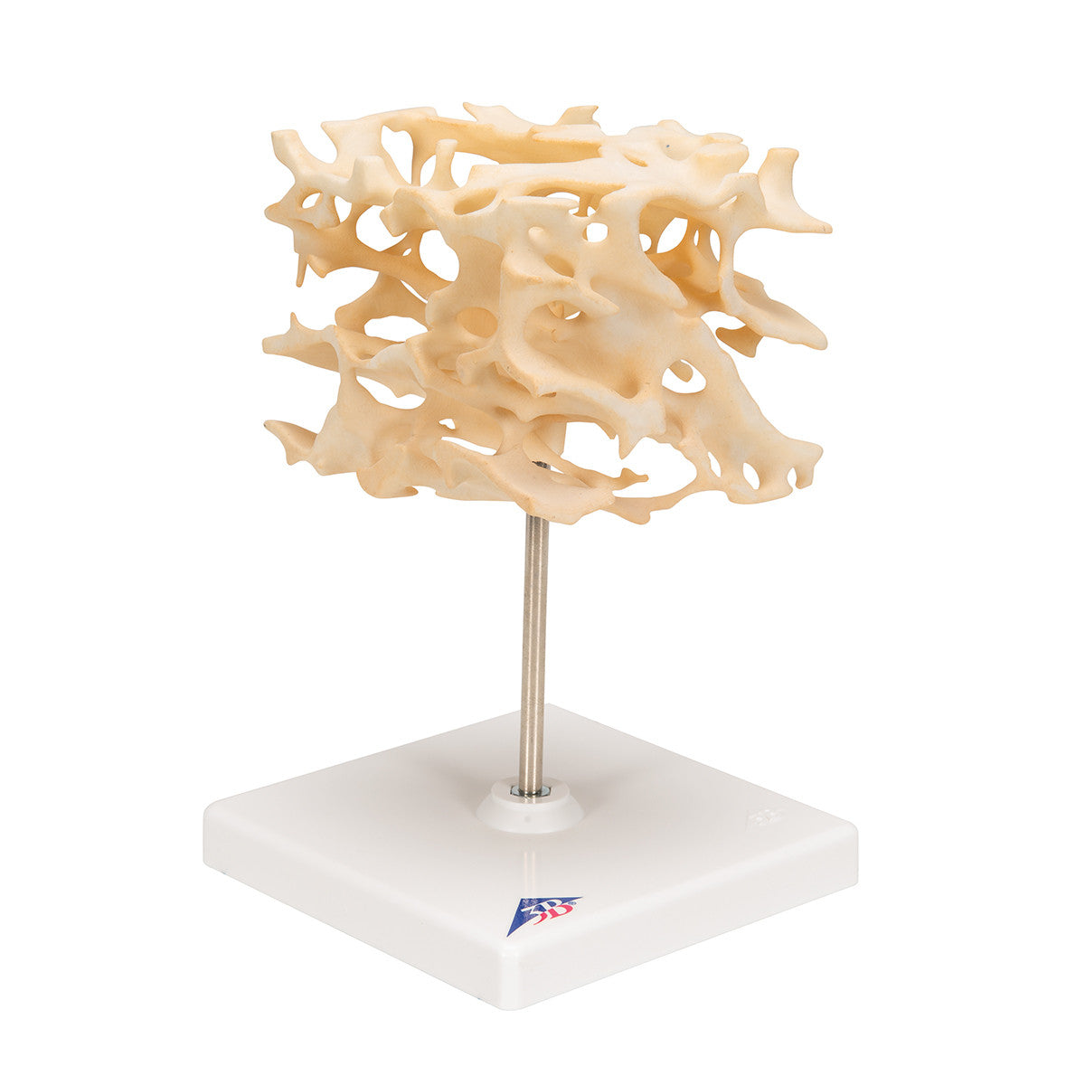 Human Cancellous Bone Model, Enlarged 100 times